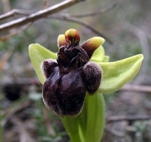 Ophrys bombyliflora (Orchidaceae)  - Ophrys bombyle Aude [France] 15/04/2005 - 50m