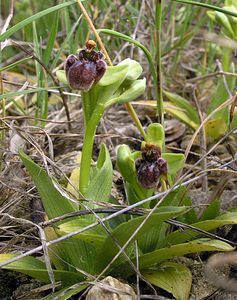 Ophrys bombyliflora (Orchidaceae)  - Ophrys bombyle Aude [France] 15/04/2005 - 50m