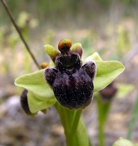 Ophrys bombyliflora (Orchidaceae)  - Ophrys bombyle Aude [France] 15/04/2005 - 50m