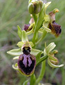 Ophrys exaltata (Orchidaceae)  - Ophrys exalté Aude [France] 15/04/2005 - 50m