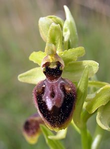 Ophrys exaltata (Orchidaceae)  - Ophrys exalté Aude [France] 15/04/2005 - 50m