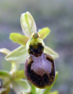 Ophrys exaltata (Orchidaceae)  - Ophrys exalté Aude [France] 15/04/2005 - 30m