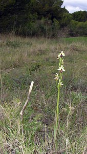 Ophrys exaltata (Orchidaceae)  - Ophrys exalté Aude [France] 15/04/2005 - 30m