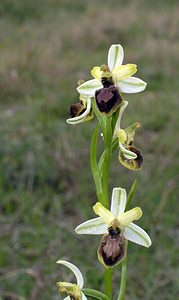 Ophrys exaltata (Orchidaceae)  - Ophrys exalté Aude [France] 15/04/2005 - 30m