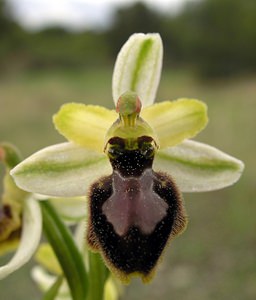 Ophrys exaltata (Orchidaceae)  - Ophrys exalté Aude [France] 15/04/2005 - 30m