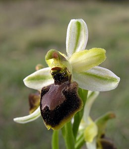 Ophrys exaltata (Orchidaceae)  - Ophrys exalté Aude [France] 15/04/2005 - 30m