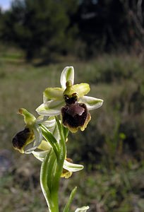 Ophrys exaltata (Orchidaceae)  - Ophrys exalté Aude [France] 16/04/2005 - 30m