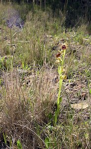 Ophrys exaltata (Orchidaceae)  - Ophrys exalté Aude [France] 16/04/2005 - 30m