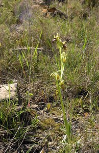 Ophrys exaltata (Orchidaceae)  - Ophrys exalté Aude [France] 16/04/2005 - 30m