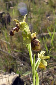 Ophrys exaltata (Orchidaceae)  - Ophrys exalté Aude [France] 16/04/2005 - 30m