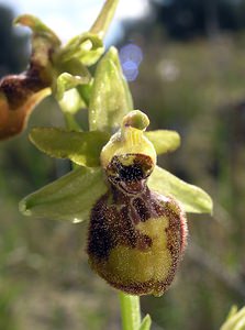 Ophrys exaltata (Orchidaceae)  - Ophrys exalté Aude [France] 16/04/2005 - 30m