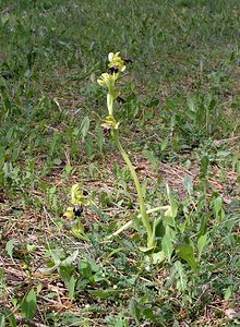 Ophrys fusca (Orchidaceae)  - Ophrys brun Haut-Ampurdan [Espagne] 18/04/2005 - 10m