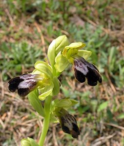 Ophrys fusca (Orchidaceae)  - Ophrys brun Haut-Ampurdan [Espagne] 18/04/2005 - 10m