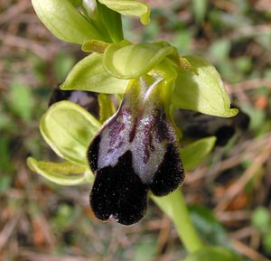 Ophrys fusca (Orchidaceae)  - Ophrys brun Haut-Ampurdan [Espagne] 18/04/2005 - 10m