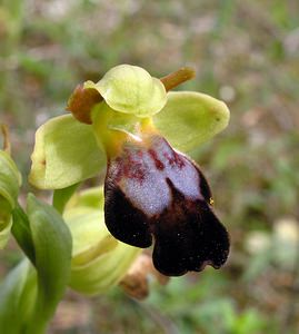 Ophrys fusca (Orchidaceae)  - Ophrys brun Haut-Ampurdan [Espagne] 18/04/2005 - 10m