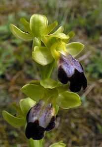 Ophrys fusca (Orchidaceae)  - Ophrys brun Haut-Ampurdan [Espagne] 18/04/2005 - 10m