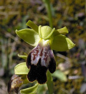 Ophrys fusca (Orchidaceae)  - Ophrys brun Haut-Ampurdan [Espagne] 18/04/2005 - 10m