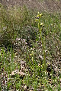 Ophrys fusca (Orchidaceae)  - Ophrys brun Pyrenees-Orientales [France] 19/04/2005 - 80m