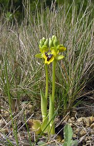 Ophrys lutea (Orchidaceae)  - Ophrys jaune Aude [France] 15/04/2005 - 50m