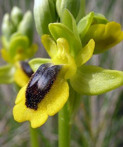 Ophrys lutea (Orchidaceae)  - Ophrys jaune Aude [France] 15/04/2005 - 50m