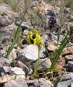 Ophrys lutea (Orchidaceae)  - Ophrys jaune Pyrenees-Orientales [France] 19/04/2005 - 80m