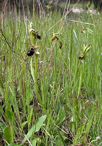 Ophrys passionis (Orchidaceae)  - Ophrys de la Passion Haut-Ampurdan [Espagne] 18/04/2005 - 10m