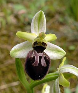 Ophrys passionis (Orchidaceae)  - Ophrys de la Passion Haut-Ampurdan [Espagne] 18/04/2005 - 10msujet ? p?rianthe blanc