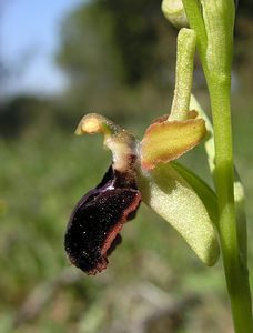 Ophrys passionis (Orchidaceae)  - Ophrys de la Passion Haut-Ampurdan [Espagne] 18/04/2005 - 10m