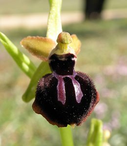 Ophrys passionis (Orchidaceae)  - Ophrys de la Passion Haut-Ampurdan [Espagne] 18/04/2005 - 10m