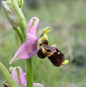 Ophrys scolopax (Orchidaceae)  - Ophrys bécasse Aude [France] 15/04/2005 - 30m