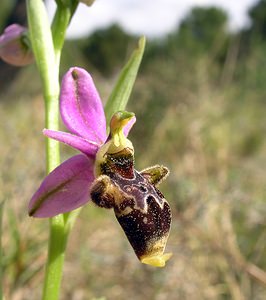 Ophrys scolopax (Orchidaceae)  - Ophrys bécasse Aude [France] 16/04/2005 - 30m