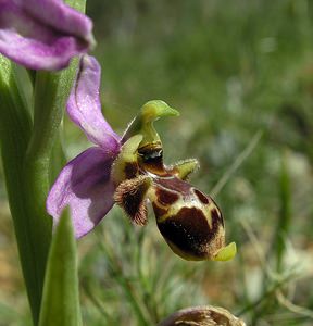 Ophrys scolopax (Orchidaceae)  - Ophrys bécasse Pyrenees-Orientales [France] 19/04/2005 - 80m