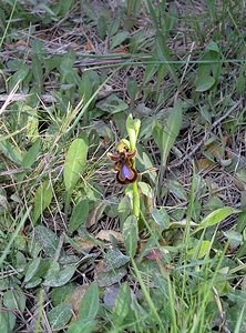 Ophrys speculum (Orchidaceae)  - Ophrys miroir, Ophrys cilié Aude [France] 14/04/2005 - 50m