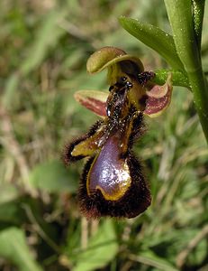 Ophrys speculum (Orchidaceae)  - Ophrys miroir, Ophrys cilié Aude [France] 16/04/2005 - 50m