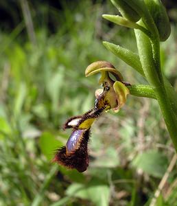 Ophrys speculum (Orchidaceae)  - Ophrys miroir, Ophrys cilié Aude [France] 16/04/2005 - 50m