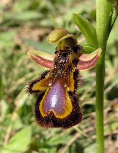 Ophrys speculum (Orchidaceae)  - Ophrys miroir, Ophrys cilié Aude [France] 16/04/2005 - 50m