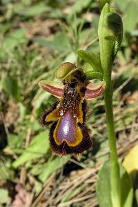 Ophrys speculum (Orchidaceae)  - Ophrys miroir, Ophrys cilié Aude [France] 16/04/2005 - 50m