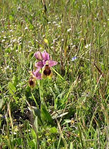 Ophrys tenthredinifera (Orchidaceae)  - Ophrys tenthrède Haut-Ampurdan [Espagne] 17/04/2005 - 10m