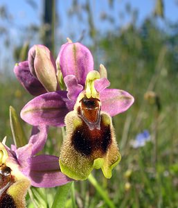 Ophrys tenthredinifera (Orchidaceae)  - Ophrys tenthrède Haut-Ampurdan [Espagne] 17/04/2005 - 10m