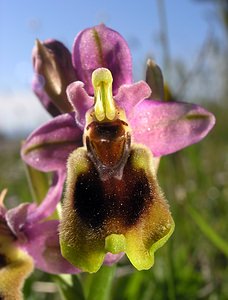 Ophrys tenthredinifera (Orchidaceae)  - Ophrys tenthrède Haut-Ampurdan [Espagne] 17/04/2005 - 10m