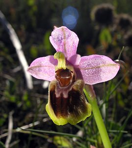 Ophrys tenthredinifera (Orchidaceae)  - Ophrys tenthrède Haut-Ampurdan [Espagne] 17/04/2005 - 10m