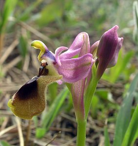 Ophrys tenthredinifera (Orchidaceae)  - Ophrys tenthrède Haut-Ampurdan [Espagne] 18/04/2005 - 10m