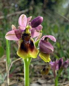 Ophrys tenthredinifera (Orchidaceae)  - Ophrys tenthrède Haut-Ampurdan [Espagne] 18/04/2005 - 10m