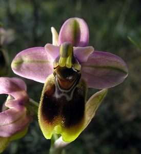 Ophrys tenthredinifera (Orchidaceae)  - Ophrys tenthrède Haut-Ampurdan [Espagne] 18/04/2005 - 10m
