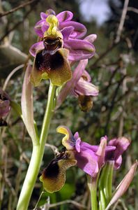 Ophrys tenthredinifera (Orchidaceae)  - Ophrys tenthrède Haut-Ampurdan [Espagne] 18/04/2005 - 10m