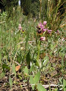 Ophrys tenthredinifera (Orchidaceae)  - Ophrys tenthrède Haut-Ampurdan [Espagne] 18/04/2005 - 10m