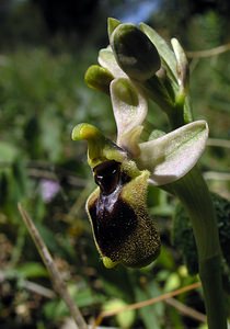 Ophrys tenthredinifera (Orchidaceae)  - Ophrys tenthrède Haut-Ampurdan [Espagne] 18/04/2005 - 10msujet ? s?pales clairs