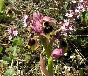 Ophrys tenthredinifera (Orchidaceae)  - Ophrys tenthrède Haut-Ampurdan [Espagne] 18/04/2005 - 10m