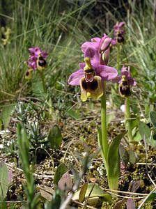 Ophrys tenthredinifera (Orchidaceae)  - Ophrys tenthrède Haut-Ampurdan [Espagne] 18/04/2005 - 10m