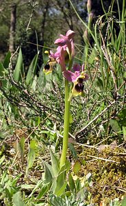 Ophrys tenthredinifera (Orchidaceae)  - Ophrys tenthrède Haut-Ampurdan [Espagne] 18/04/2005 - 10m